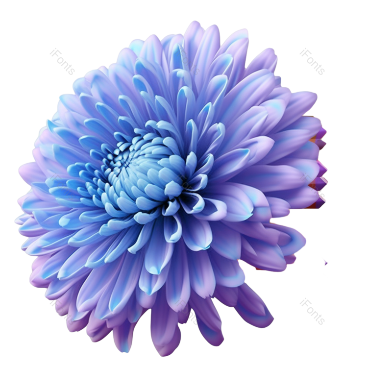 节日图片,元素元素,菊花PNG,秋天免抠素材